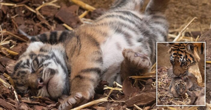 Extra cuki, veszélyeztetett tigriskölykök születtek a londoni állatkertben, amiket most először lehet megtekinteni 3