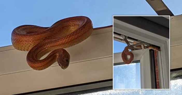 Erre a látványra ébredt egy nő Angliában a délutáni alvásból: egy 1 méteres kígyó mászott befelé az ablakán 3