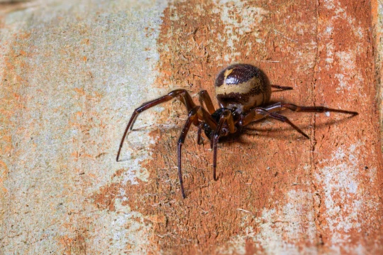 Ilyen csúnya, gennyedző sebet okoz Nagy-Britannia legmérgesebb pókjának a csípése 3