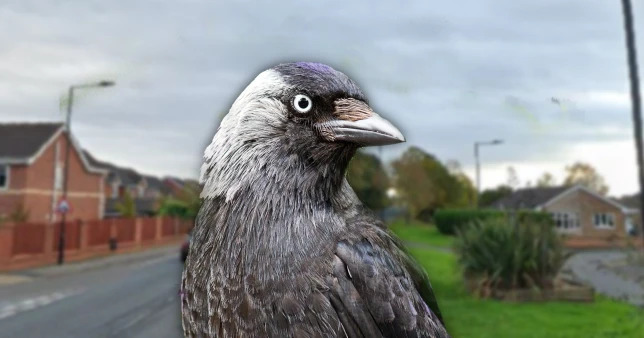 Egy egész falut „terrorizál” egy madár Angliában: többen az otthonaikból sem mernek kimenni 3