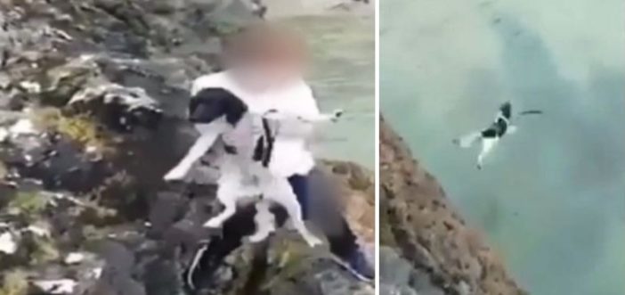 Röhögve hajított egy rémült kutyát egy szikláról a tengerbe egy gyökér fiatal Dél-Angliában 3