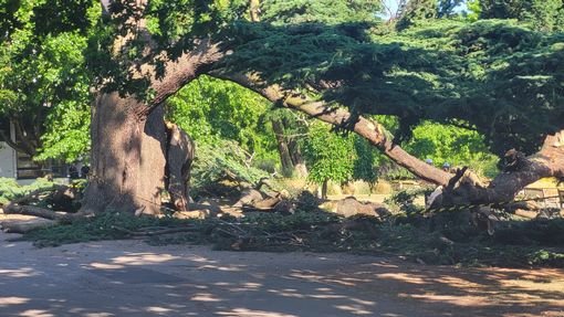 Súlyos baleset Délkelet-Angliában, gyerekekre dőlt egy fa: többen kórházban, ketten súlyos sérüléseket szenvedtek