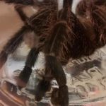 Hatalmas madárpókot találtak a banánok közt elbújva a londoni kórházban