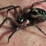 Nagy-Britannia legmérgesebb pókja nagyon elszaporodott Londonban és környékén: több iskolát be is zártak