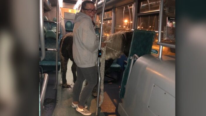 Ilyet sem látsz minden nap Angliában: egy ló próbált meg felkéredzkedni egy buszra a megállóban 5