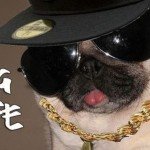 Gonoszkodó állatok – Thug life animals