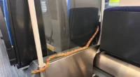 1,5 méteres kígyó rémisztette halálra az utasokat az egyik vonaton Angliában 2