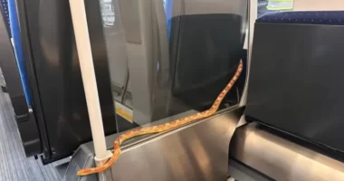 1,5 méteres kígyó rémisztette halálra az utasokat az egyik vonaton Angliában