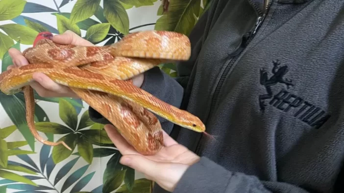 1,5 méteres kígyó rémisztette halálra az utasokat az egyik vonaton Angliában 5