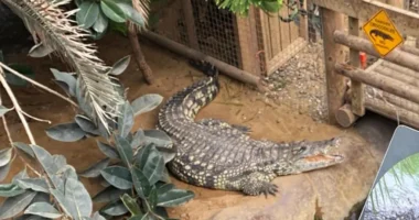 Egy férfi egy 3 éves kisfiút dobott a krokodilok közé egy állatkertben Angliában