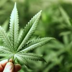 Rákos betegeknél, és más problémákra is jó a CBD olaj, ami már Nagy-Britanniában is beszerezhető?