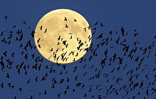 A flock of birds fly by as  a perigee moon, also known as a super moon, rises in Mir, Belarus, 95 kilometers (60 miles) west of capital Minsk, Belarus, late Sunday, Sept. 27, 2015. The full moon was seen prior to a phenomenon called a "Super Moon" eclipse that will occur on Monday, Sept. 28. (AP Photo/Sergei Grits)