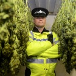 Kannabisz ültetvényekre keres alkalmazottat az angliai rendőrség