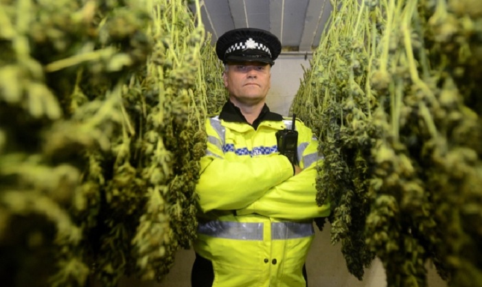 Kannabisz ültetvényekre keres alkalmazottat az angliai rendőrség 2