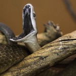 Halálos mérgű fekete mamba kígyó tűnt el és kószál szabadon Londonban