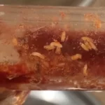 Kukacok hemzsegtek az egyik McDonald’s-ban a ketchup adagolóban Angliában