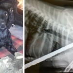 Csodakutya Angliában: fémrúd nyársalta fel a házi kedvencet, de túlélte