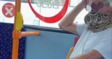 Élő kígyót használt szájmaszknak egy férfi a buszon Angliában