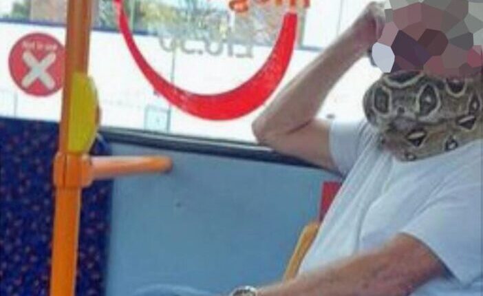 Élő kígyót használt szájmaszknak egy férfi a buszon Angliában 1