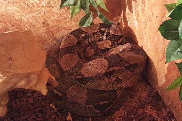 An-8ft-24-metre-snake-is-on-the-loose-in-Cumbria-after-escaping-from-its-owners-home