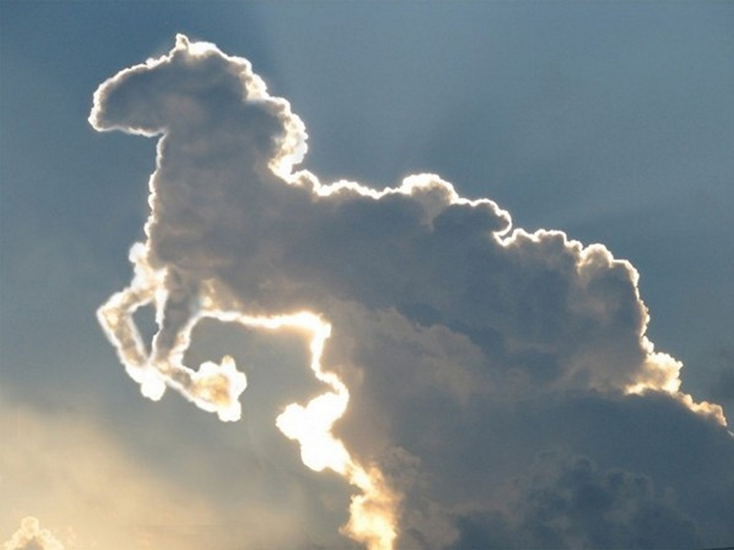 Face-horse