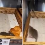Egereket videóztak le a friss pékáru közt az egyik szupermarketben Londonban