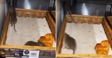 egerek Sainsbury's szupermarket