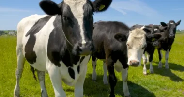 Megerősítették! Kergemarhakóros tehenet találtak Angliában - mi várható?