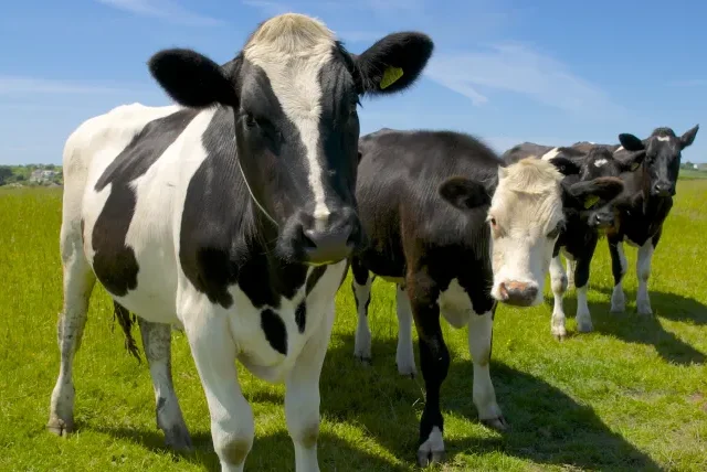 Megerősítették! Kergemarhakóros tehenet találtak Angliában – mi várható?
