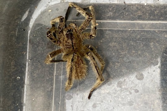 A világ legmérgezőbb pókját találta egy férfi a Sainsbury’s-es banánok közt Angliában 4