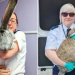 Kutya méretűre hizlalt nyulakat mentettek meg egy tenyésztelepről Angliában