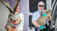 Kutya méretűre hizlalt nyulakat mentettek meg egy tenyésztelepről Angliában 2