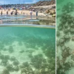 „Mérgező” rákok ezrei özönlötték el a tengerpartot Anglia déli részén