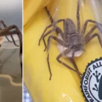 A világ legnagyobb mérges pókja volt a banánok közt egy angliai Tescoban