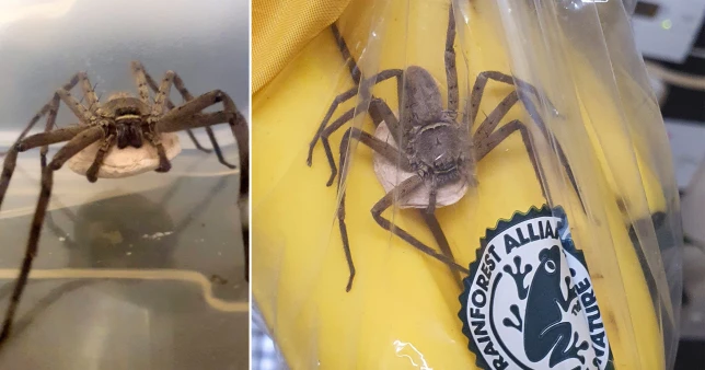 A világ legnagyobb mérges pókja volt a banánok közt egy angliai Tescoban 3