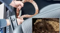 Az autópályán, menet közben vette észre egy férfi Angliában, hogy egy méretes kígyó van a kocsijában alig pár centire tőle 2