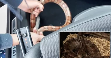 Az autópályán, menet közben vette észre egy férfi Angliában, hogy egy méretes kígyó van a kocsijában alig pár centire tőle 55