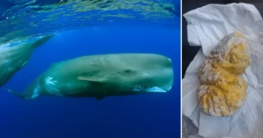 "Undorító", viszont akár több ezer fontot érő dolgot talált egy férfi a tengerparton sétálás közben Nagy-Britanniában