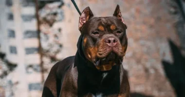 3 éves kisgyermek arcát marcangolta össze egy XL bully Angliában, amikor fel akart mászni a kutya hátára