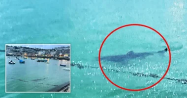 3 méteres cápa úszott be a kikötőbe az egyik strand mellett Angliában - a gyerekek "visítva" menekültek ki a partra