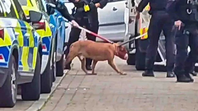 Brutális kutyatámadás Manchesterben: egy egyéves kislány és két felnőtt is súlyosan megsérült