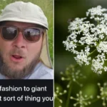 Nagy-Britannia leghalálosabb növénye, ami szabadon is nő, és már hozzáérni is veszélyes – a foltos bürök