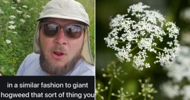 Nagy-Britannia leghalálosabb növénye, ami szabadon is nő, és már hozzáérni is veszélyes - a foltos bürök