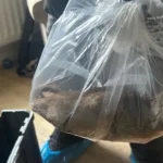 Óriási, kutyaméretű patkány volt egy család otthonában Angliában – halálra rémisztette a lakókat