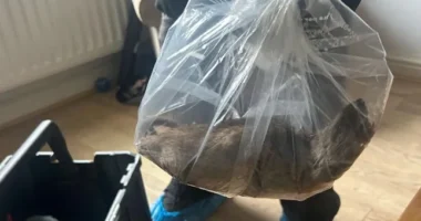 Óriási, kutyaméretű patkány volt egy család otthonában Angliában - halálra rémisztette a lakókat