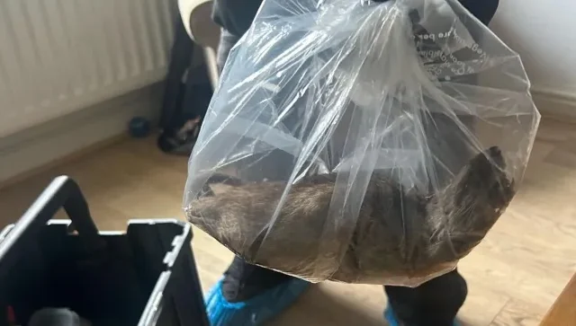 Óriási, kutyaméretű patkány volt egy család otthonában Angliában – halálra rémisztette a lakókat