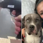Videón, ahogy a rendőr lelövi az XL Bully kutyát a nyílt utcán Angliában – kiderült, hogy nem is bántott senkit