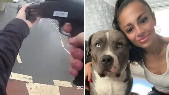 Videón, ahogy a rendőr lelövi az XL Bully kutyát a nyílt utcán Angliában – kiderült, hogy nem is bántott senkit