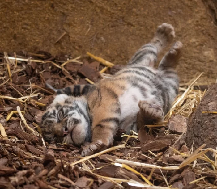 Extra cuki, veszélyeztetett tigriskölykök születtek a londoni állatkertben, amiket most először lehet megtekinteni 6