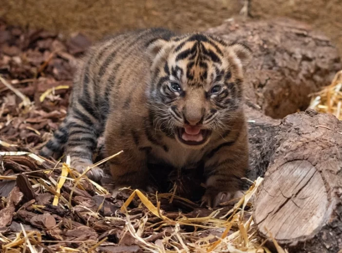 Extra cuki, veszélyeztetett tigriskölykök születtek a londoni állatkertben, amiket most először lehet megtekinteni 4